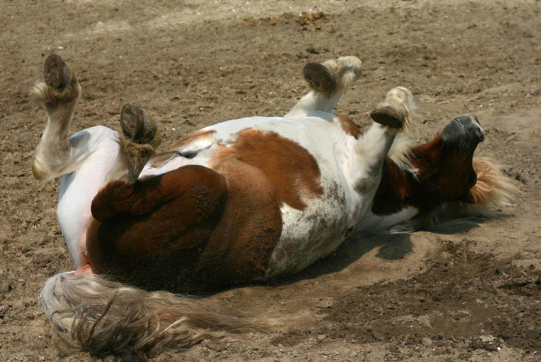 How Not to Panic if Your Horse Colics promo image