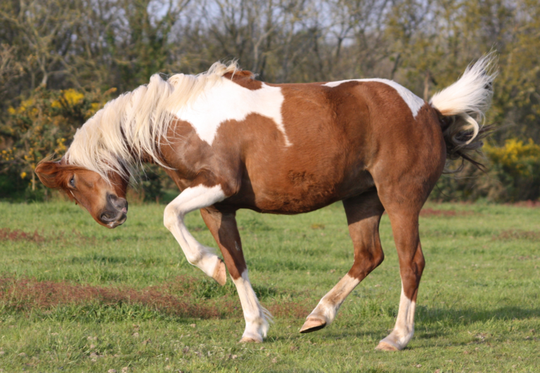 Why Using Fly Traps Incorrectly Could Turn Your Fly Problem Into a Fly Nightmare promo image
