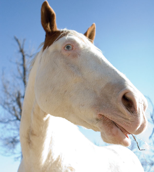 To Do This Month: Manage Sunburn, Insects, and Shade promo image