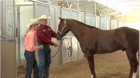 #ReadyToRide: Analysis of a Performance Gelding's Conformation promo image