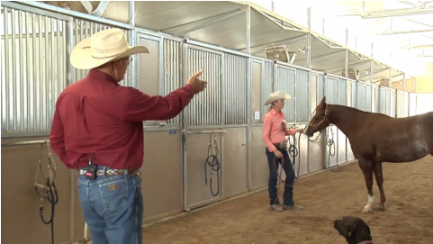 Al Dunning: Analysis of Mare's Conformation for Performance promo image