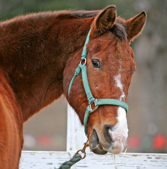 Gallop Poll: Old-Guy Challenges? promo image