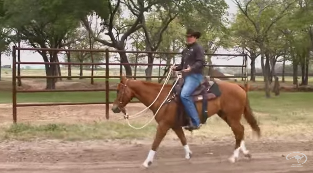 Clinton Anderson: Stop a Jigging Horse promo image