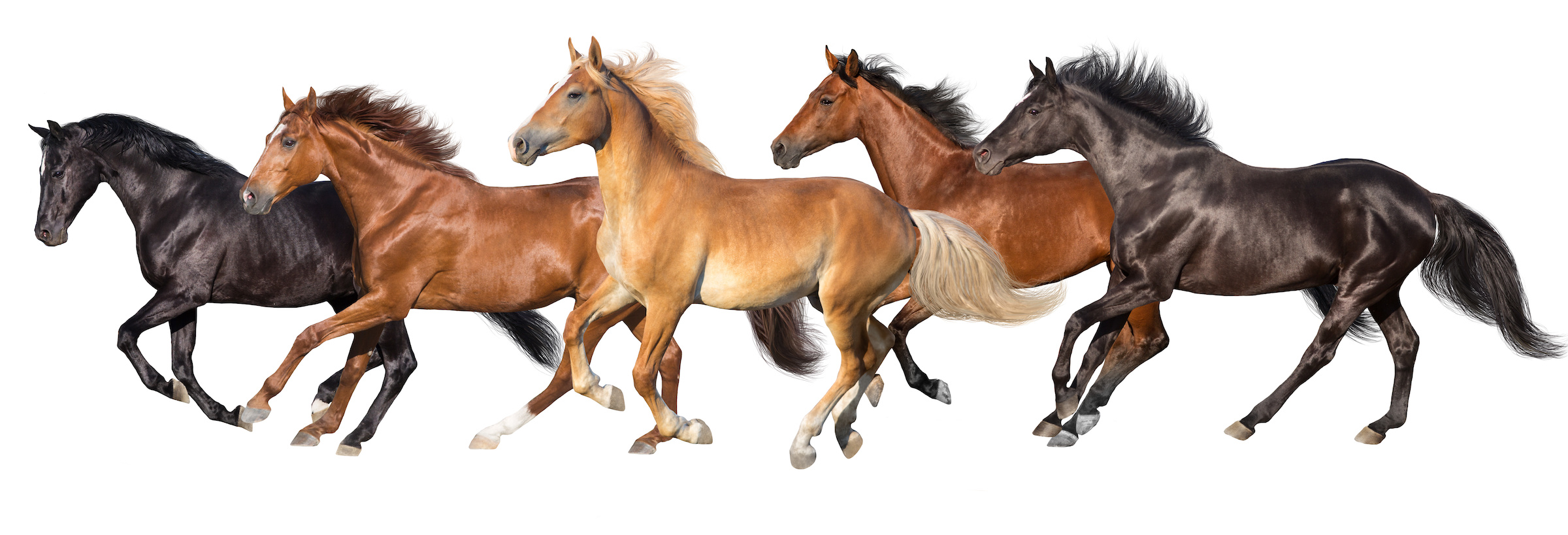 How Many Horses are in the World? Surprising Global Stats