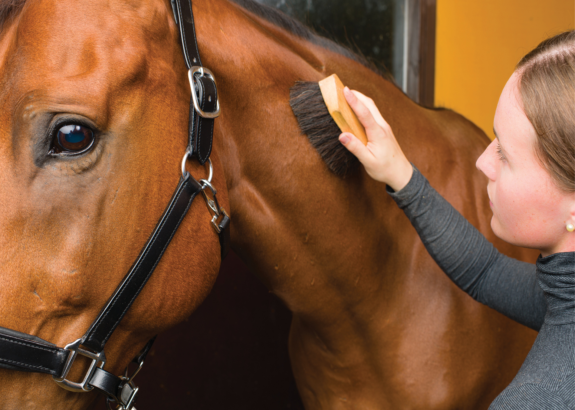 The Lesser-Known Benefits of Grooming Your Horse
