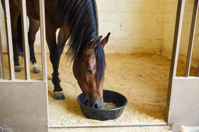 Horse-Eating-in-Barn
