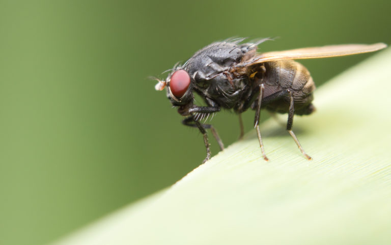 Close-up of a common house fly (Musca domestica)