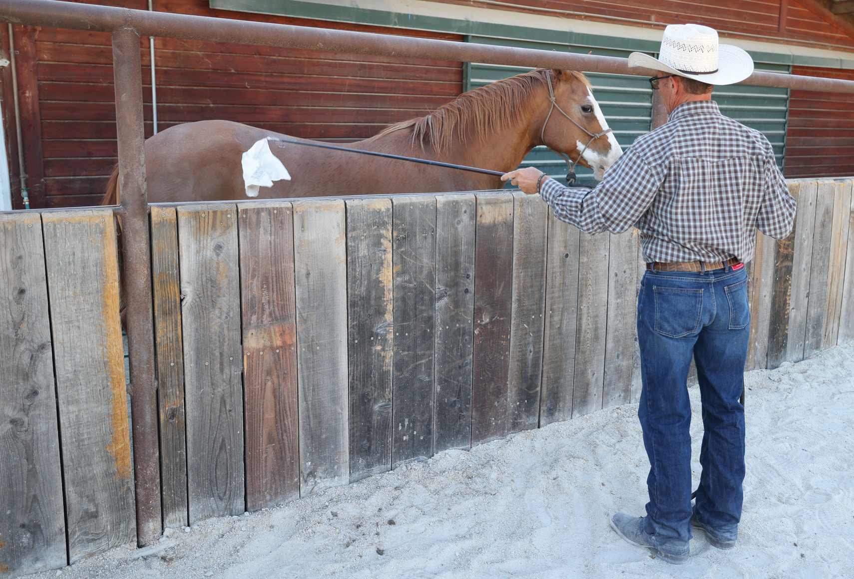 Stop a Pushy Horse Horse and Rider