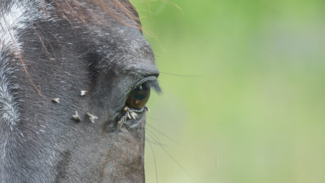 Horse with flies