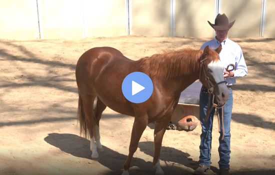 sidepull starting 2 year olds