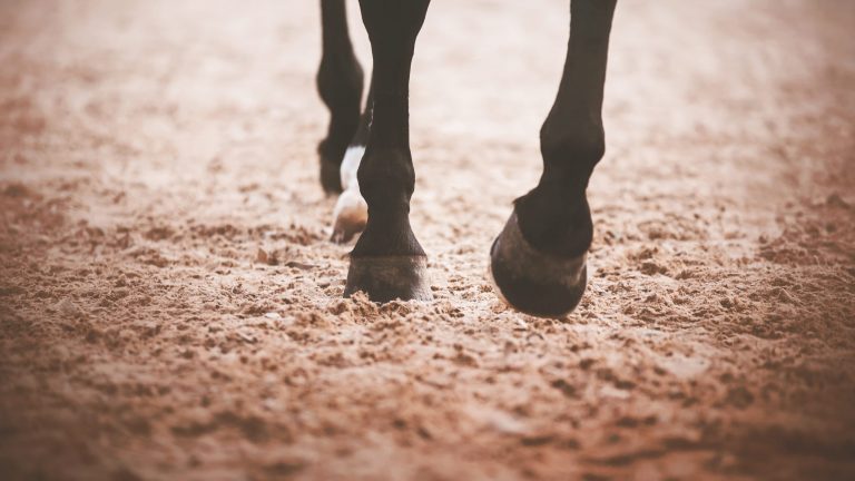 A black horse steps its hooves on the sand in an outdoor arena i