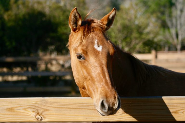 Cute Red Dun Yearling looking Over Fence Rail