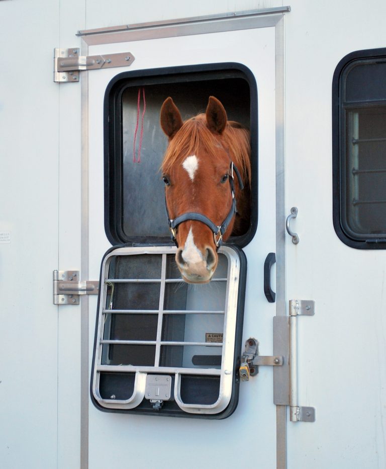 Horse portrait