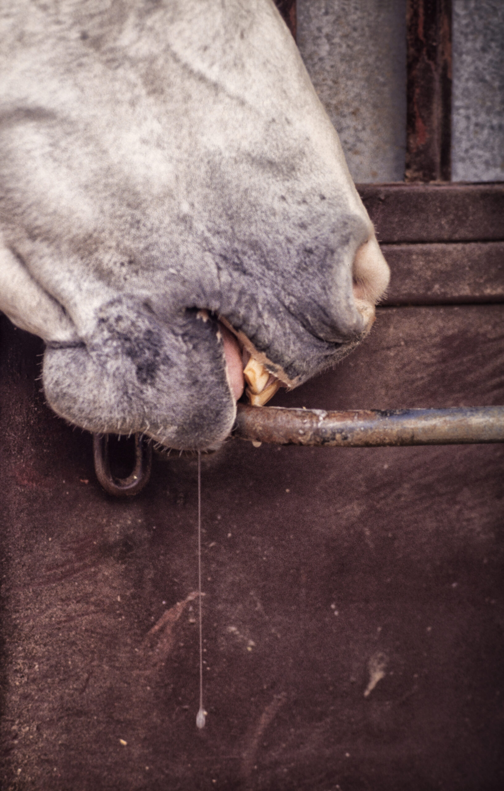 Curb the Habit Understand and Address Cribbing Horse and Rider