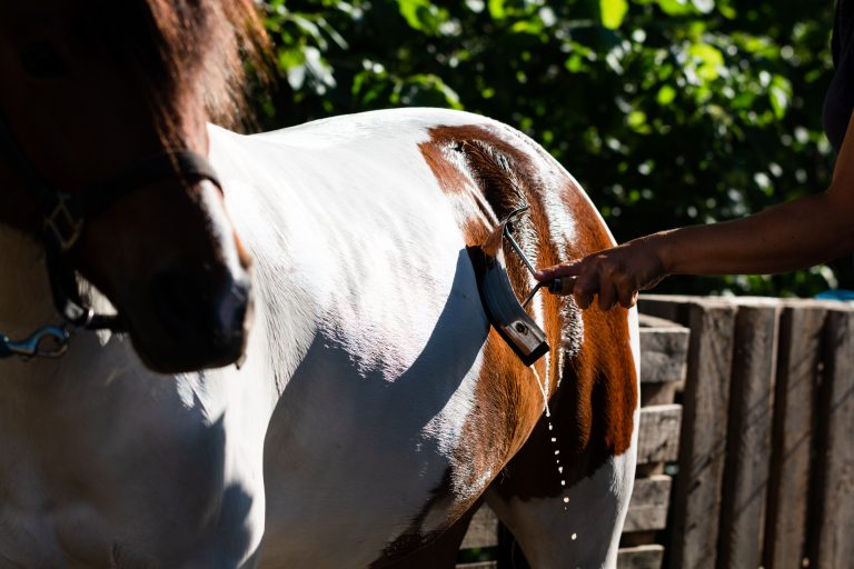 Unrecognizable person cleaning horse with sweat scraper