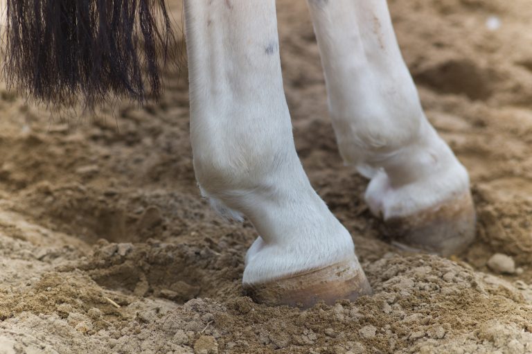 Detail of rear feet, hooves and tail of a gray or white horse in