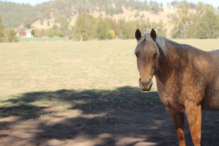 one lone golden colored horse in it's dusty dry field under the shade of a tree in a fenced paddock on a rural farm, New South Wales, Australia