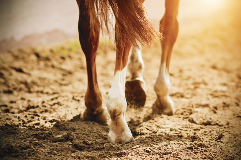 A horse with thin, elegant legs and unshod hooves walks slowly o