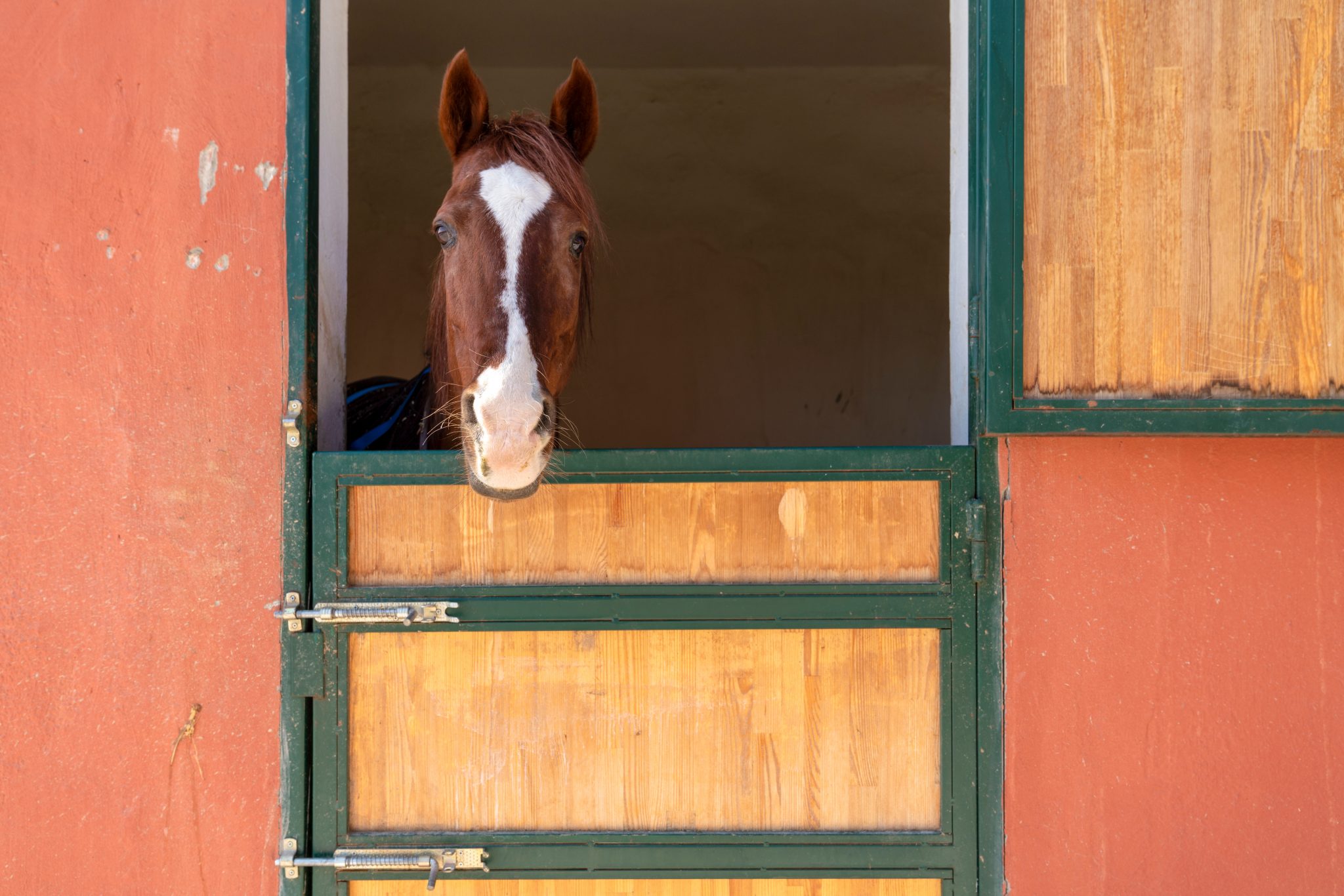Stall Comfort Counts for Happy Horses Horse and Rider
