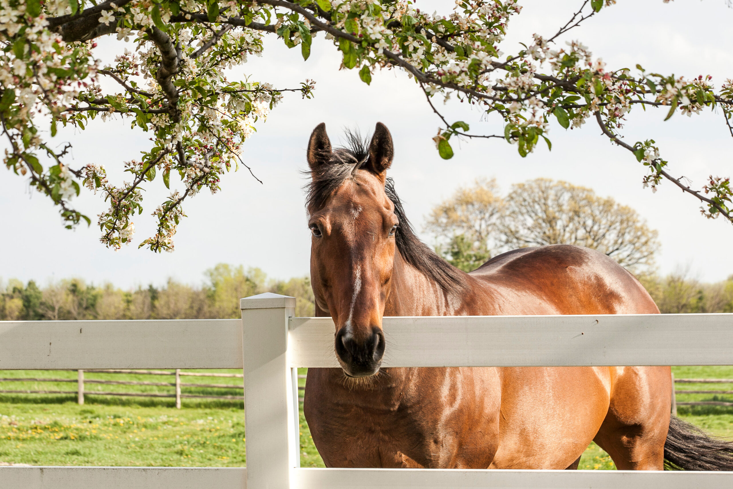 Avoid These 3 Common Horse Fencing Mistakes Horse and Rider(04)