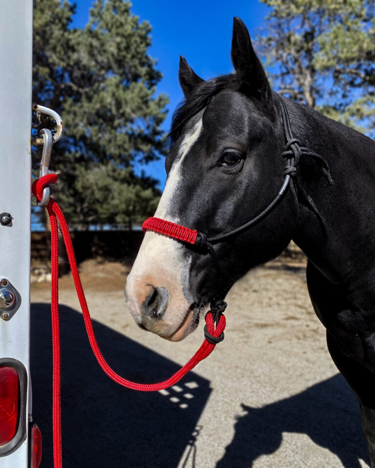 Knot to be Overlooked Tying Horses Safely Horse and Rider