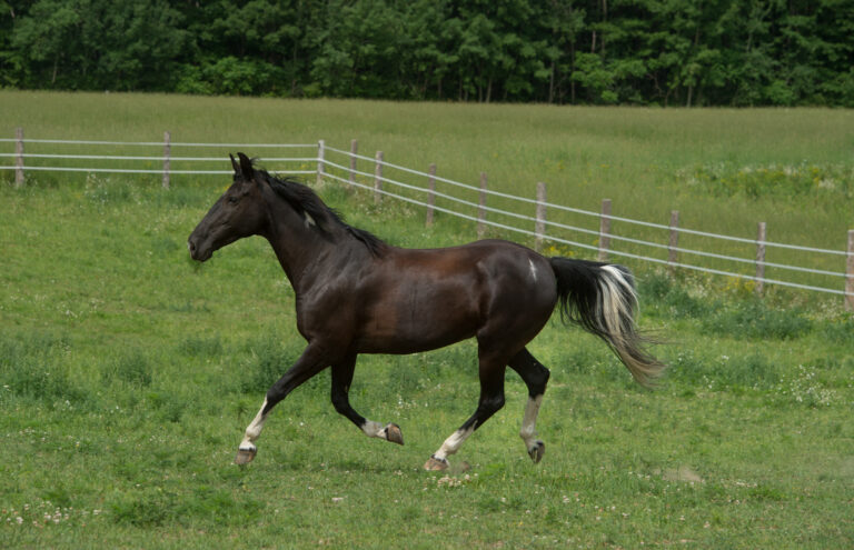 tennessee walker horse running free in field of green grass lush pasture in spring summer black purebred tennessee walker horse with white socks on legs or white points horizontal format room for type