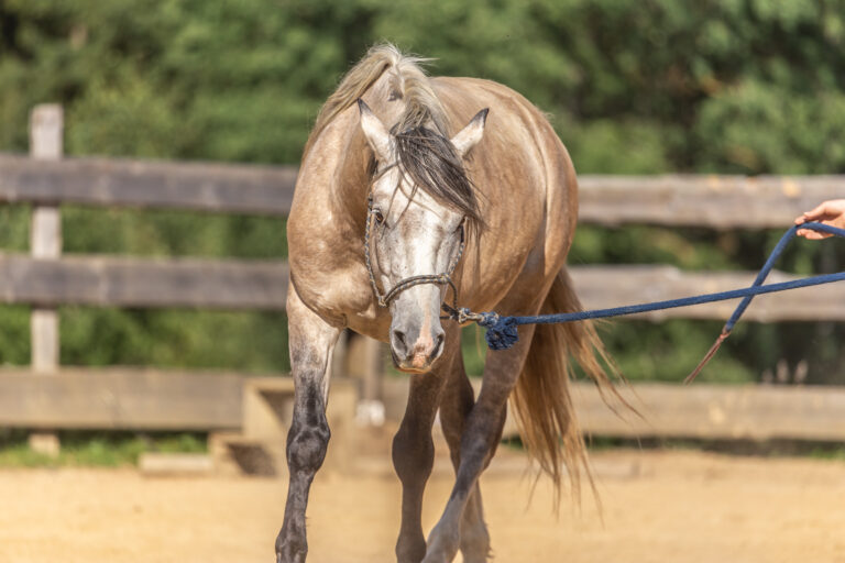 Natural horsemanship concept: Working with a horse on a longe rope