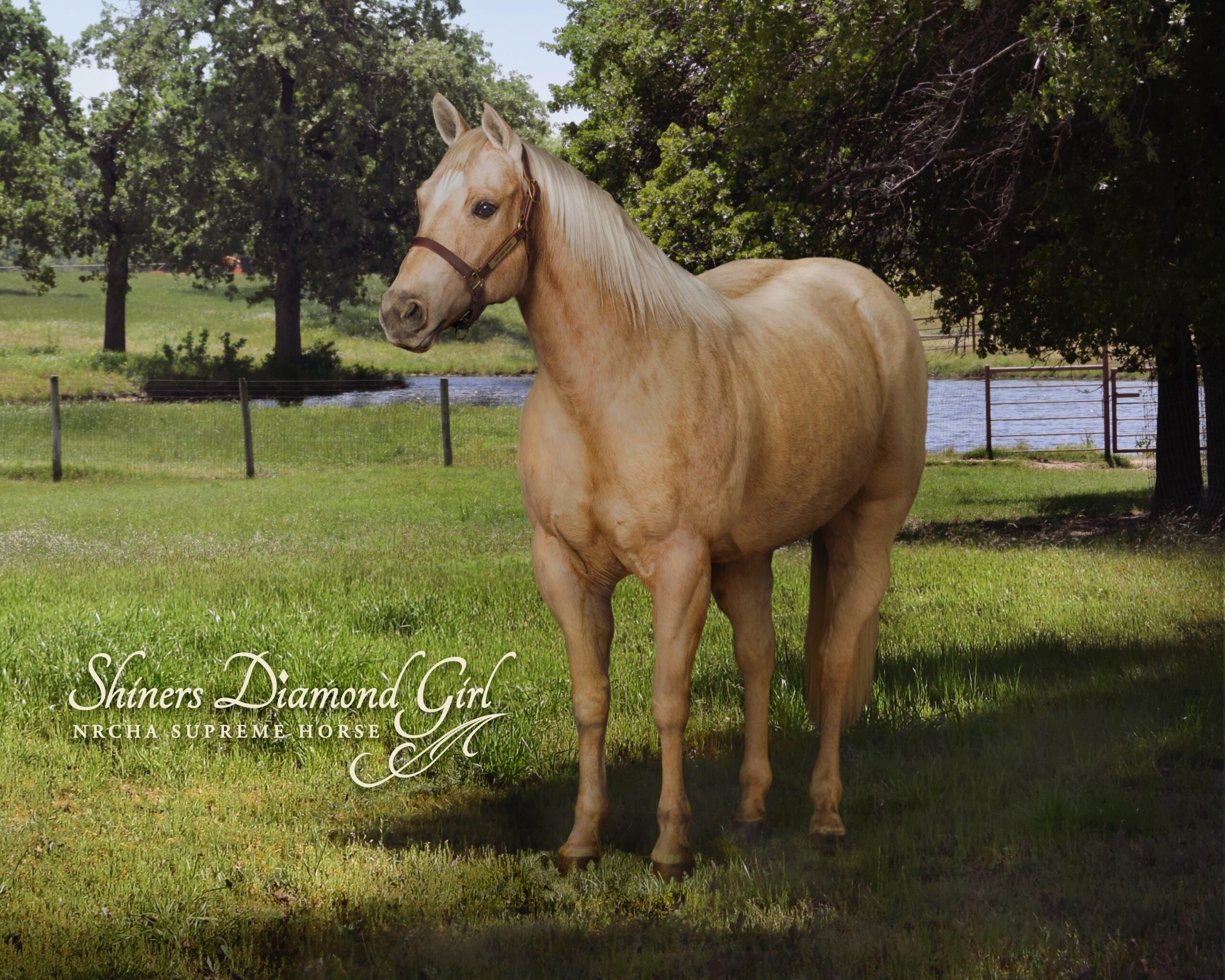 Dam Spotlight: Shiners Diamond Girl - Horse and Rider