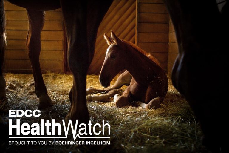 Foal rest in stall
