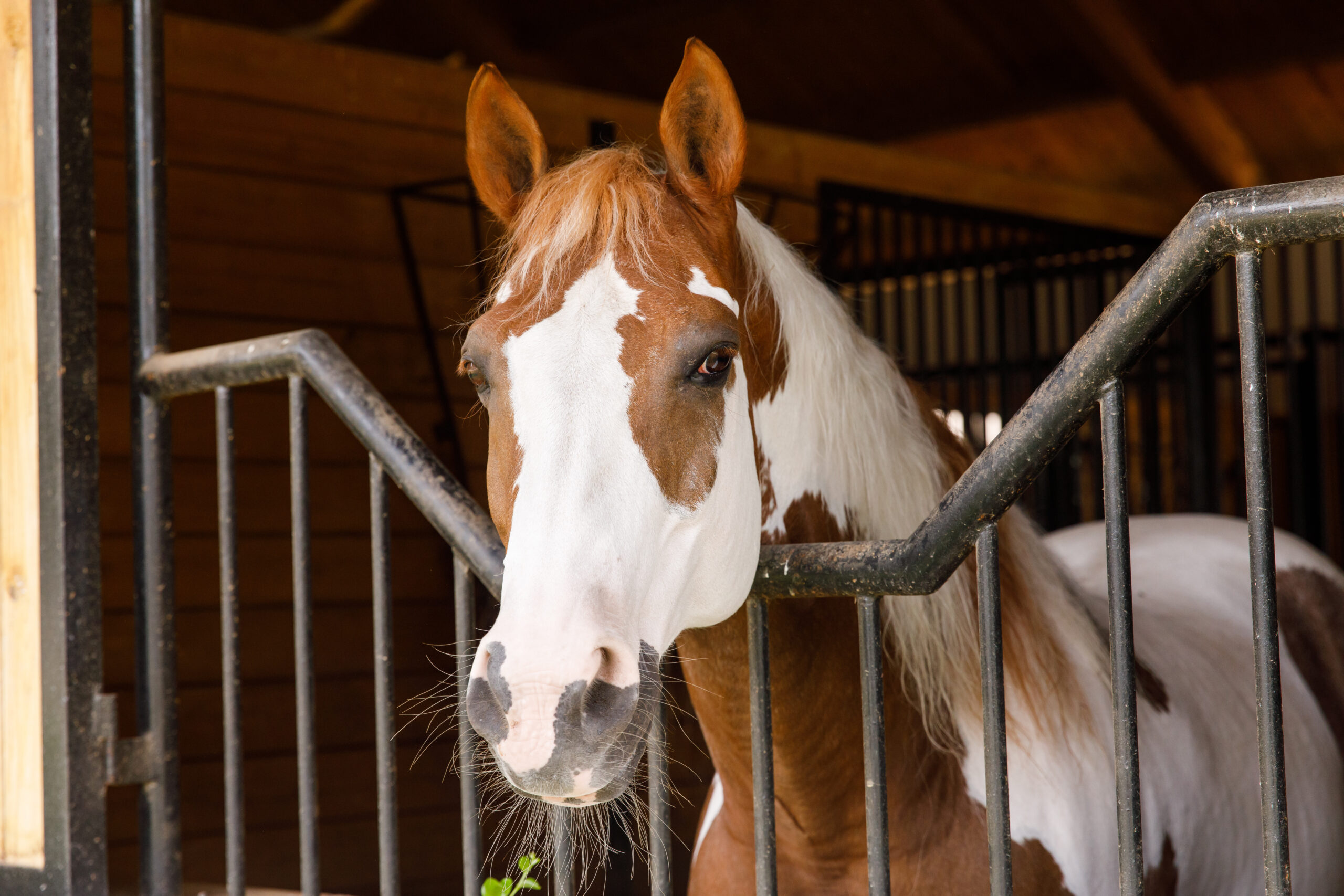 Strangle Tare A Basic Breakdown of Strangles - Horse&Rider