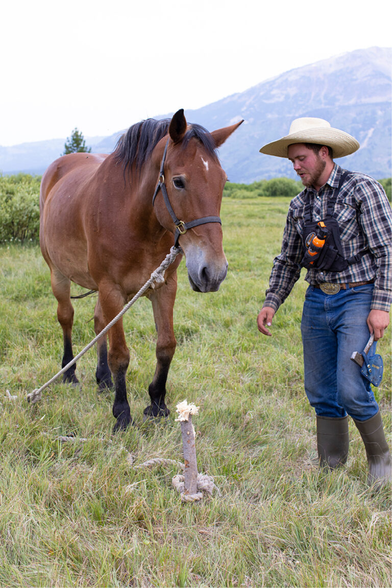 Horse Packing 101 - Horse and Rider