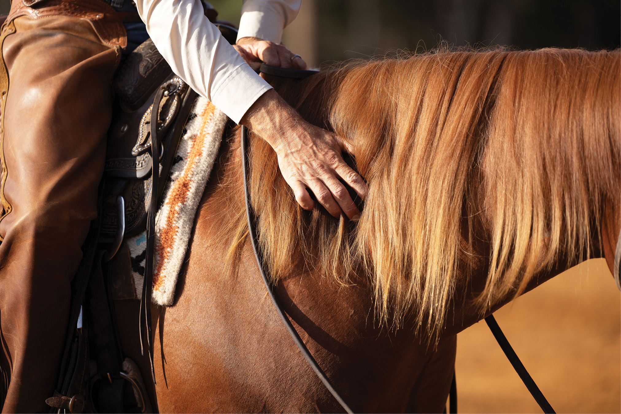 New Horse; New Problems Horse and Rider