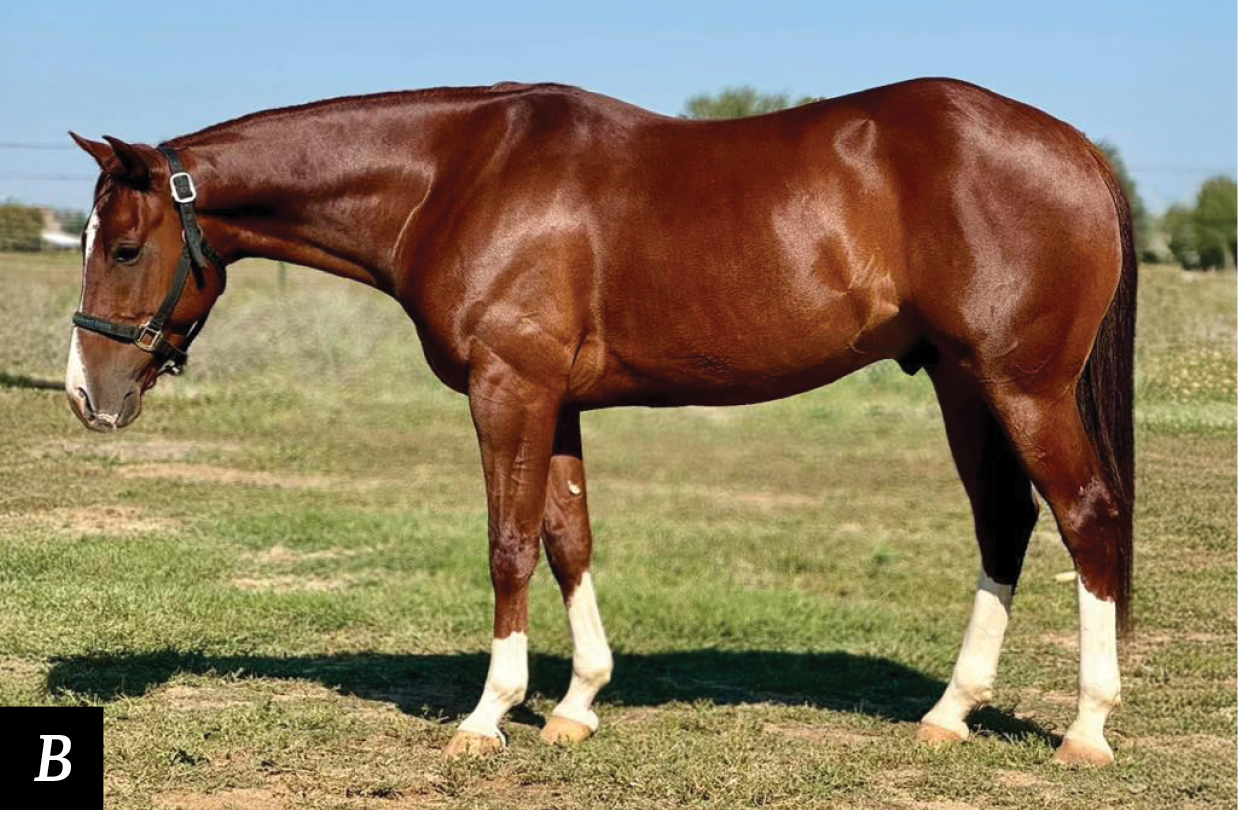 Conformation Clinic: Ranch Sorting Geldings - Horse&Rider