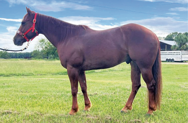 HR_25FALL_Conformation Clinic_01