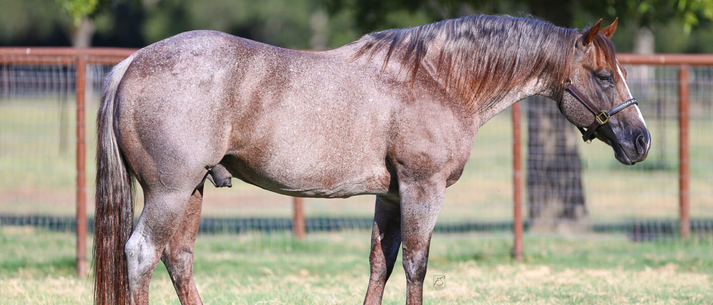 A roan Quarter Horse stallion standing in profile in a grassy paddock, wearing a halter, with a fence and trees in the background.
