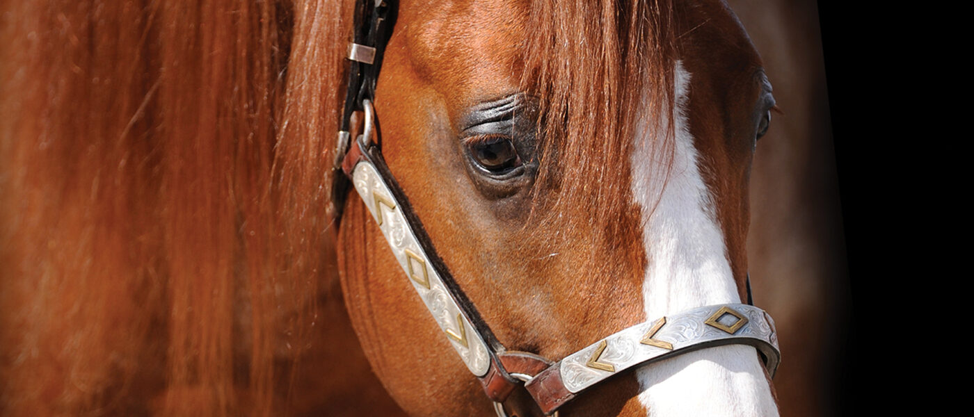 A close-up portrait of a chestnut horse with a long, glossy mane and a white blaze running down its face. The horse is wearing a decorative leather halter with silver and gold details, and the background is dark, making the horse’s rich coat and facial markings stand out.