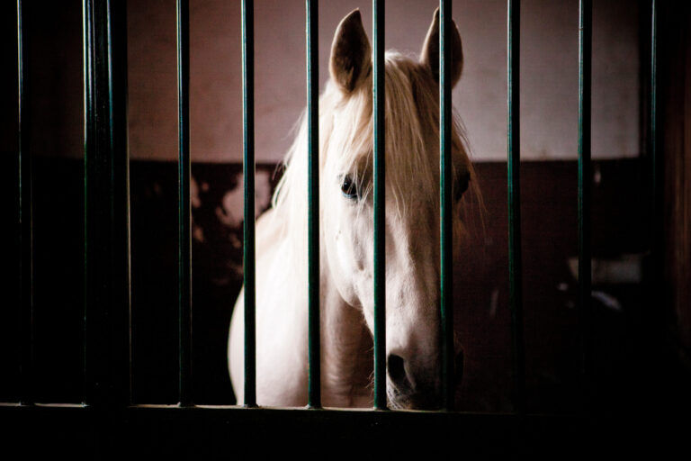 [Aggregator] Downloaded image for imported item #36115