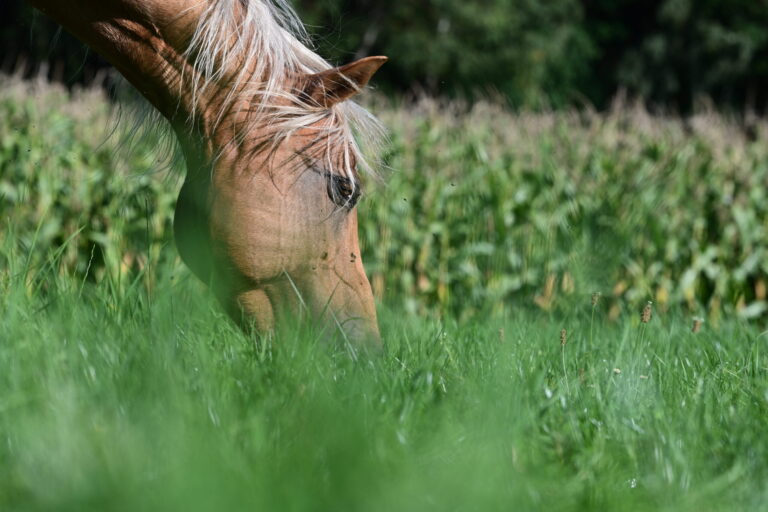 [Aggregator] Downloaded image for imported item #36194