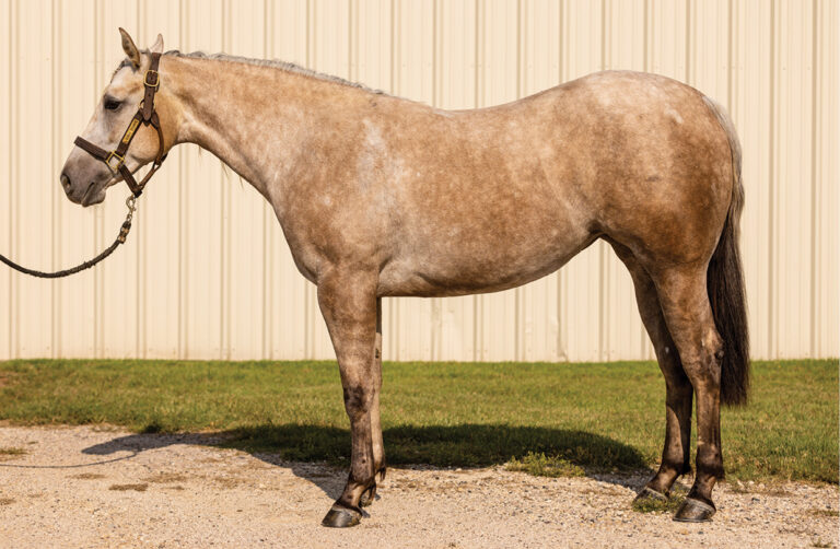 HR_25WIN_Conformation Clinic_Geldings_01