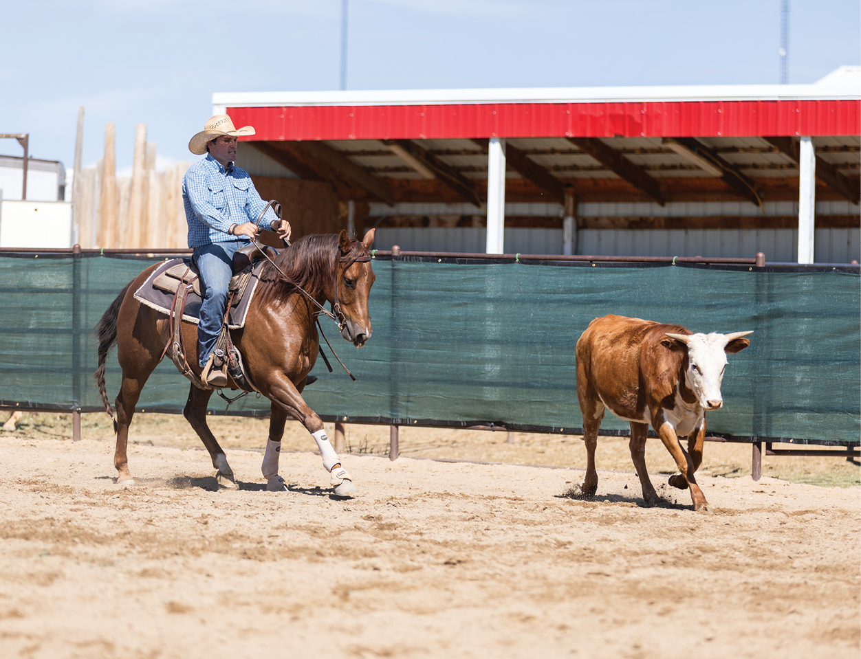 Ranch Sorting Drills For a Dull Horse