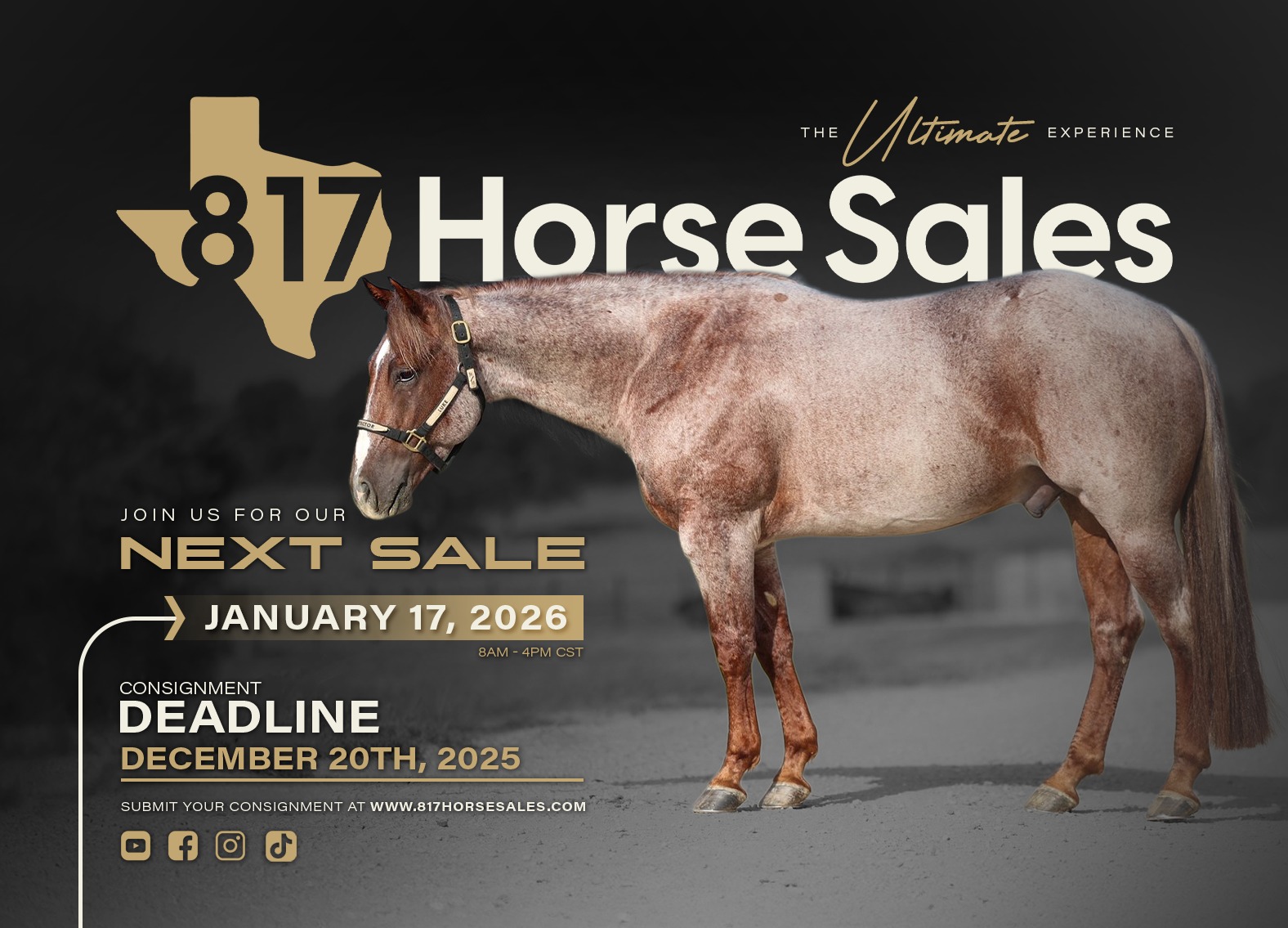 817 HORSE SALES