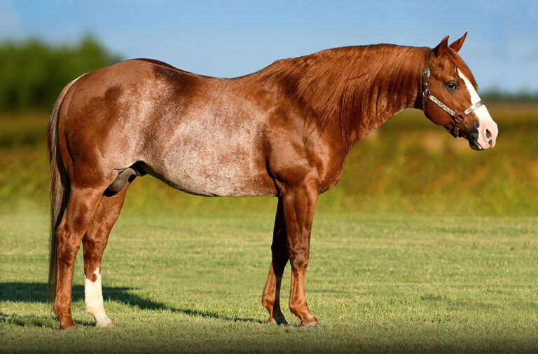 At 21 years old, Catty Hawk's influence as a sire is only growing, seeing his name appear in more disciplines as competitors discover his substance and steady mind.