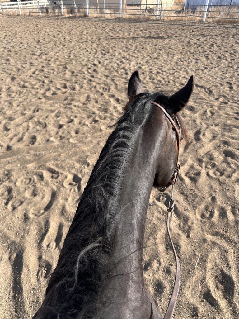Nichole's Horse Keira