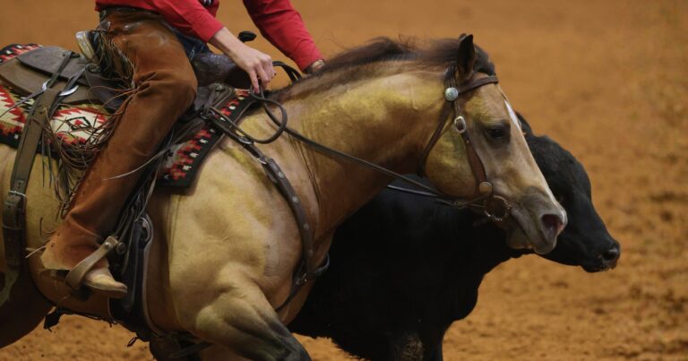Cowhorse