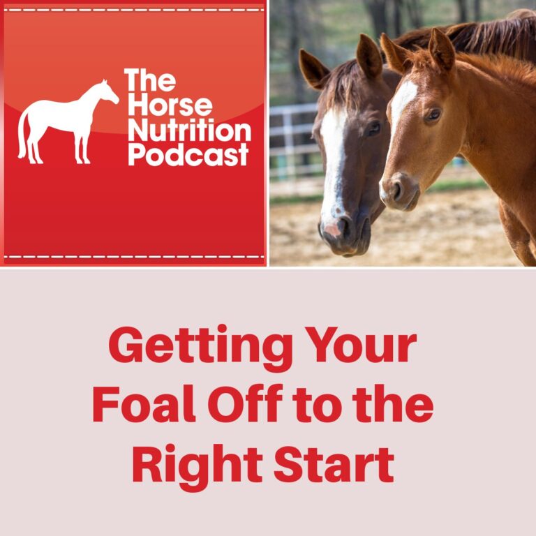 Getting Your Foal Started Right