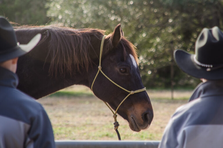 LOPE Horse Rescue and How TB Makeover Contestants Can Prepare Their Horses