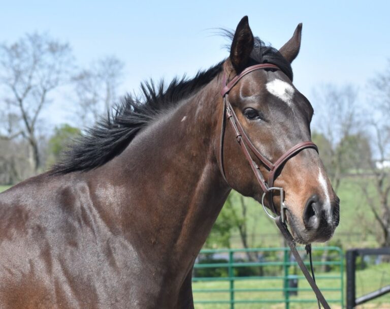 31: Lane’s End Bloodstock Agent Ingordo’s Must Haves, Bloodlines for Western Disciplines by Kentucky Performance Products