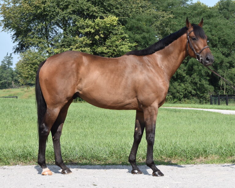 40: Roadster Horses, Black Beauty, and Listening to Your Horse by Kentucky Performance Products