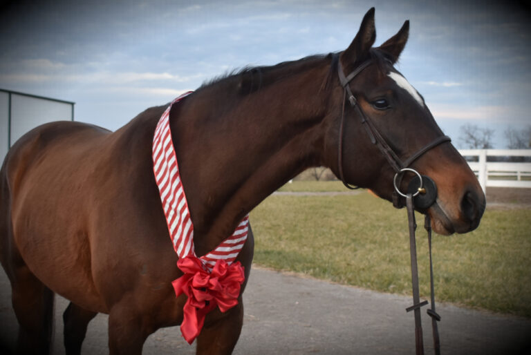 46:  Mindset Tips with Nikki Porter from Take the Reins, Winter Must-Haves, Pasture Introductions, Star Dreamer by Kentucky Performance Products