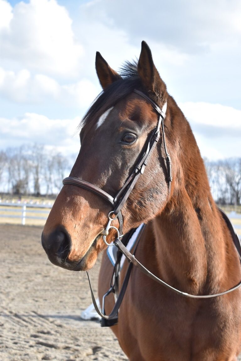 48: Mega Makeover, Healthy Hooves, Madman by Kentucky Performance Products